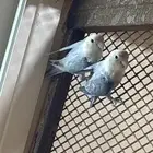 طير روز جوز