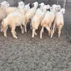 خرفان حريه نضيفه شرط للمناسبات