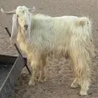 فحل هولندي