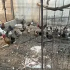 دجاج