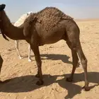 قعود للبيع عمره 8 شهور سليم من جميع العذاريب