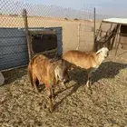 سواكن جذعان