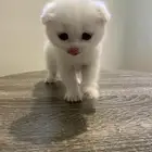 قطط صغيره سكوتش فولد اللون ابيض للبيع