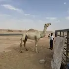 ناقة