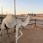 حشو