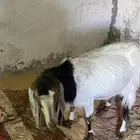 عنز. معه جفره