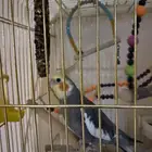 كروان كوكتيل للبيع