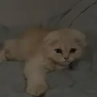 قط سكوتش فولد