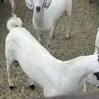 تيوس فل شحم نظيفه ذبح وسلخ وتوصيل داخل مكه