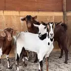 معزا حليب