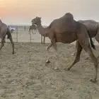 بكره حمراء دهماء ساحليه