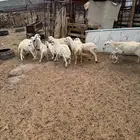 بهم رفيد