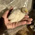 صوص سمان تكساس تم البيع تم البيع