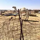 قعود لقي قصب