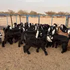 تيوس منادي للبيع