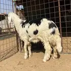 طلي نجدي طيب