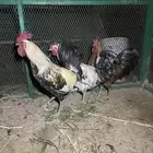 ثلاثه ديوك احجام طيبه