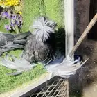 للبيع طبه بخاره بلوشيك