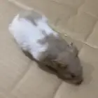 3 هامستر للبيع ب 30 ريال كلهم