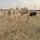 للبيع حشو العدد4