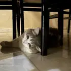 عرض قط لتبني