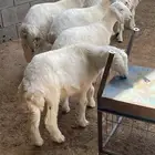 طليان لباني