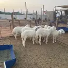 غنم