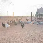 للبيع دجاج بلدي
