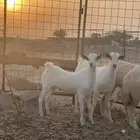 تيوس بلدي مخاصي