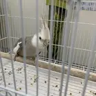كروان هولندي
