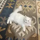 قطط للتبنى