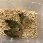 فروخ روز (( تم البيع خارج الموقع ))