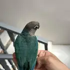 كنيور بلو شيك لعوب ومتعلم   أليف وما يعض