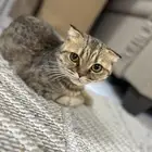 قطه سكوتش (تبني )عمرها سنه انتاجها جميل وهااديه