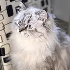 قطه للتزاوج