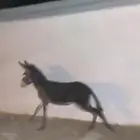 حمار للبيع