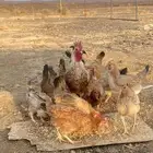 دجاج للبيع العدد 12بياض ويدوخ العمر من7الى8شهور