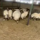 نعيمي جبر بلدي للمناسبات مع التوصيل