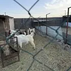 معزاء للبيع نظيفه وأسنانه طيبه