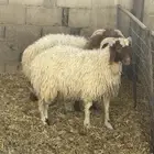 للبيع خرفان نعيم ظهورها مقفله
