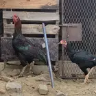 دجاج باكستاني