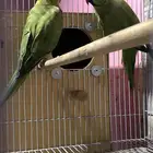 للبيع مستعجل زوج دره مطلوب 1200