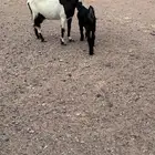 عنز خلفه معها تيس ذبيحه