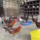 للبيع ديكه بلدي اعمارهن 6 شهور