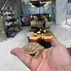 سلاحف