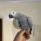 ببغاء كاسكو