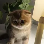 قطط للتنازل بمبلغ رمزي
