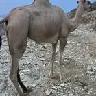 ابل للبيع