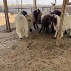 جذعان نعيم