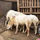 ذبايح رفيدي بلدي